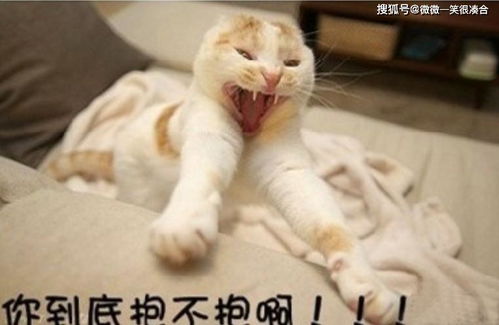 偷吃零食的猫下载手机版2024正版更新版-偷吃零食的猫中文版安卓下载v.2.12 偷吃零食的猫下载手机版2024正版更新版-偷吃零食的猫中文版安卓下载v.2.12